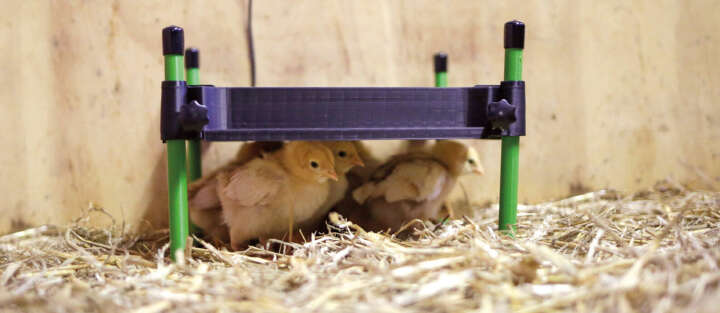 prospekt januar kueken unter aufzuchtplattform im stall